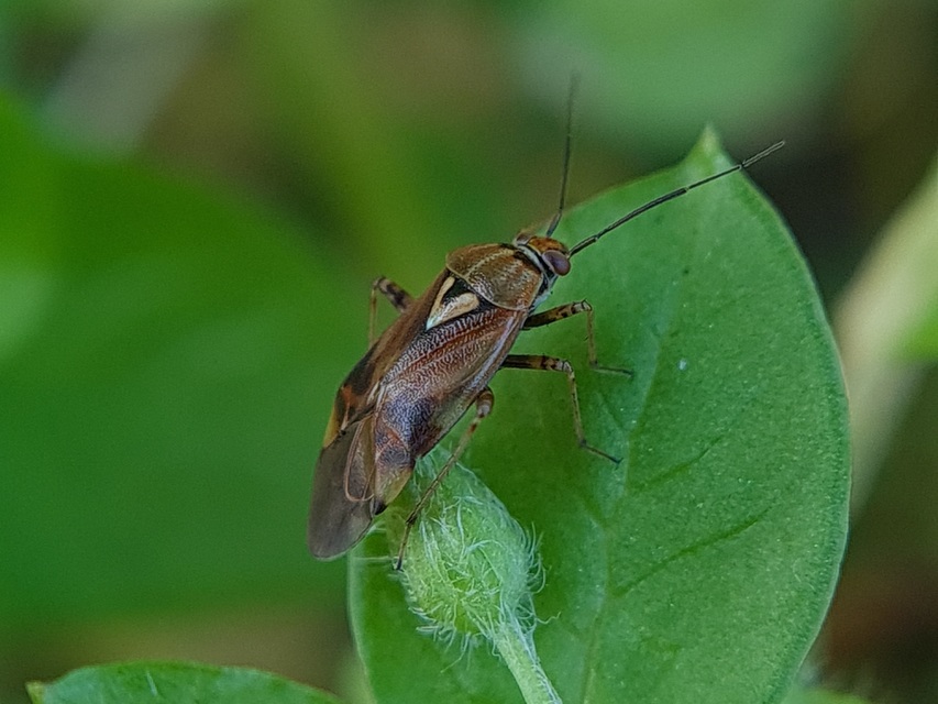 Lygus pratensis - változó mezeipoloska