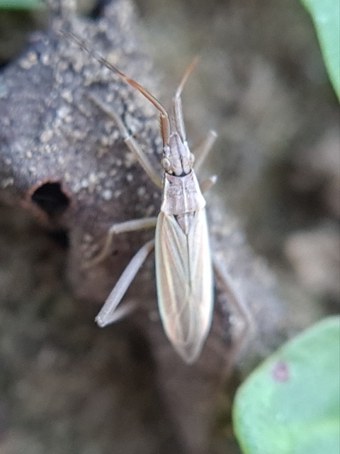 Notostira