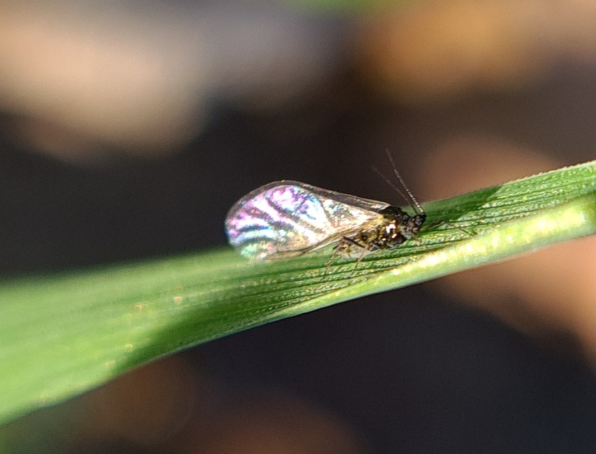 Aphididae - valódi levéltetvek