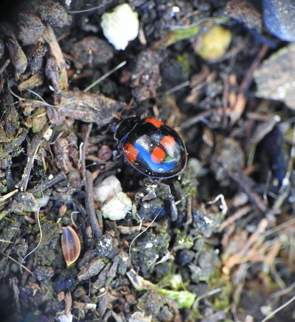 Adalia bipunctata - kétpettyes katica