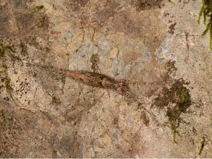 Archaeognatha - Ugróősrovarok