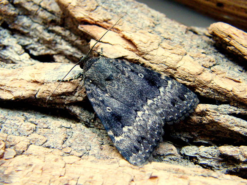 Amphipyra berbera/pyramidea