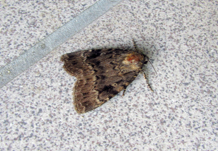 Amphipyra berbera/pyramidea