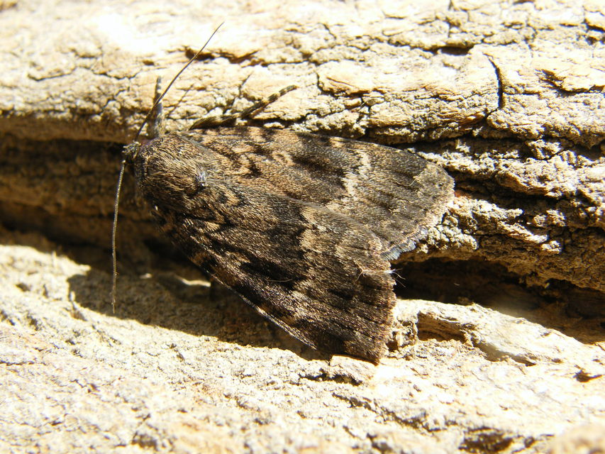 Amphipyra berbera/pyramidea