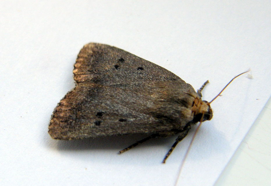 Amphipyra tragopoginis - bakszakállbagoly