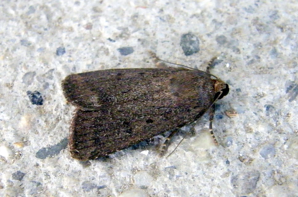 Amphipyra tragopoginis - bakszakállbagoly