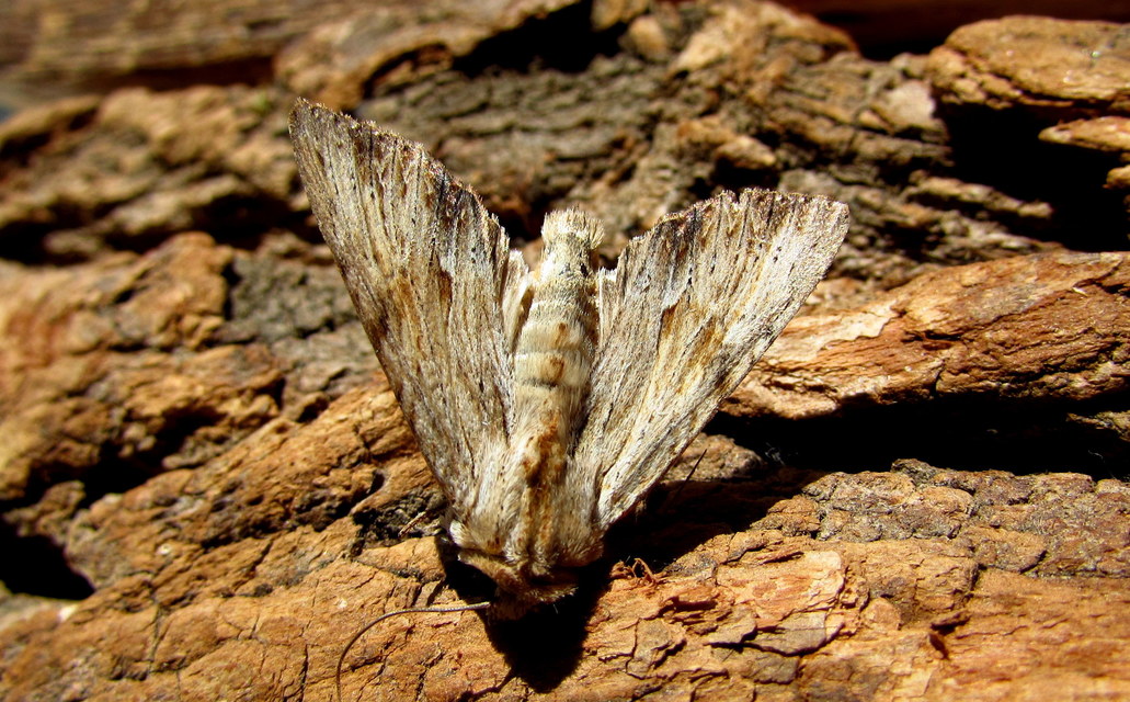 Apamea lithoxylaea - fakó dudvabagoly