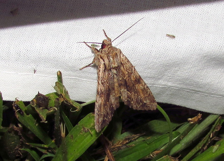 Apamea monoglypha - nagy dudvabagoly
