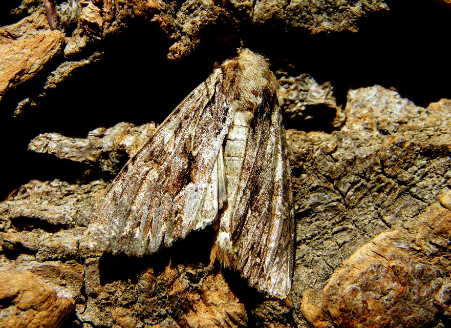 Apamea monoglypha - nagy dudvabagoly