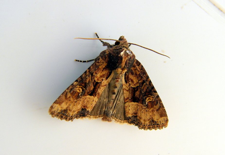 Mesapamea secalella/secalis