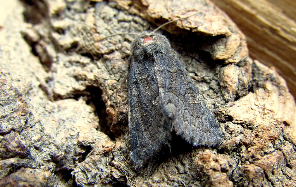 Aporophyla lutulenta - sziki őszibagoly
