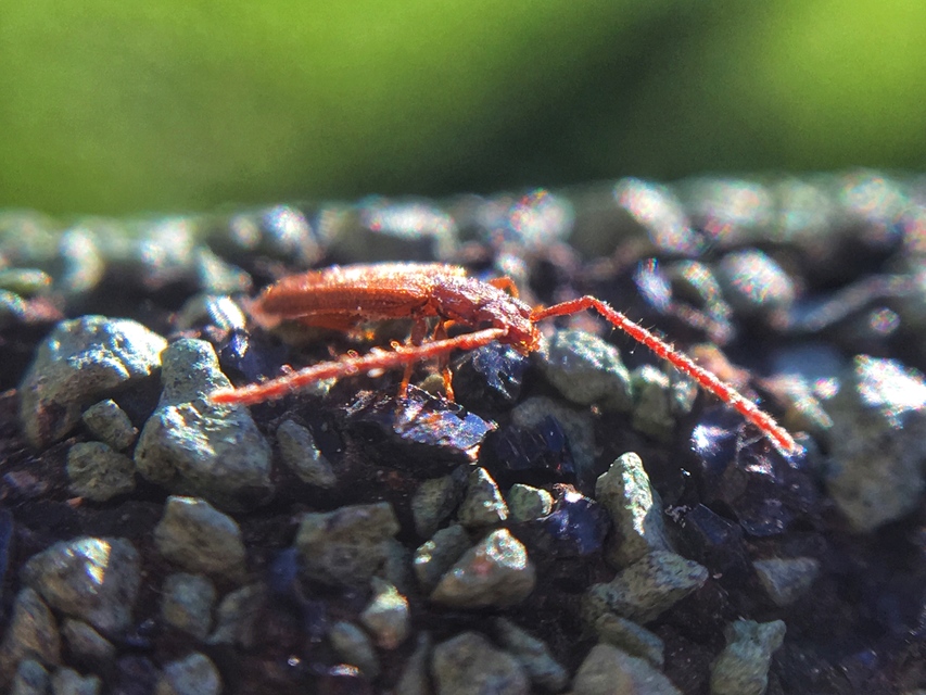 Uleiota planatus - hosszúcsápú fogasnyakú-lapbogár