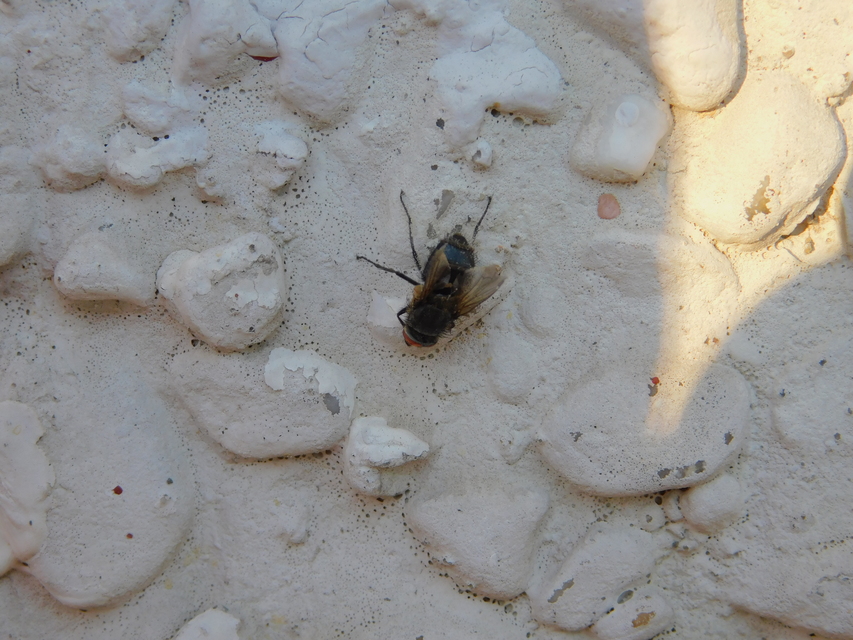 Pollenia
