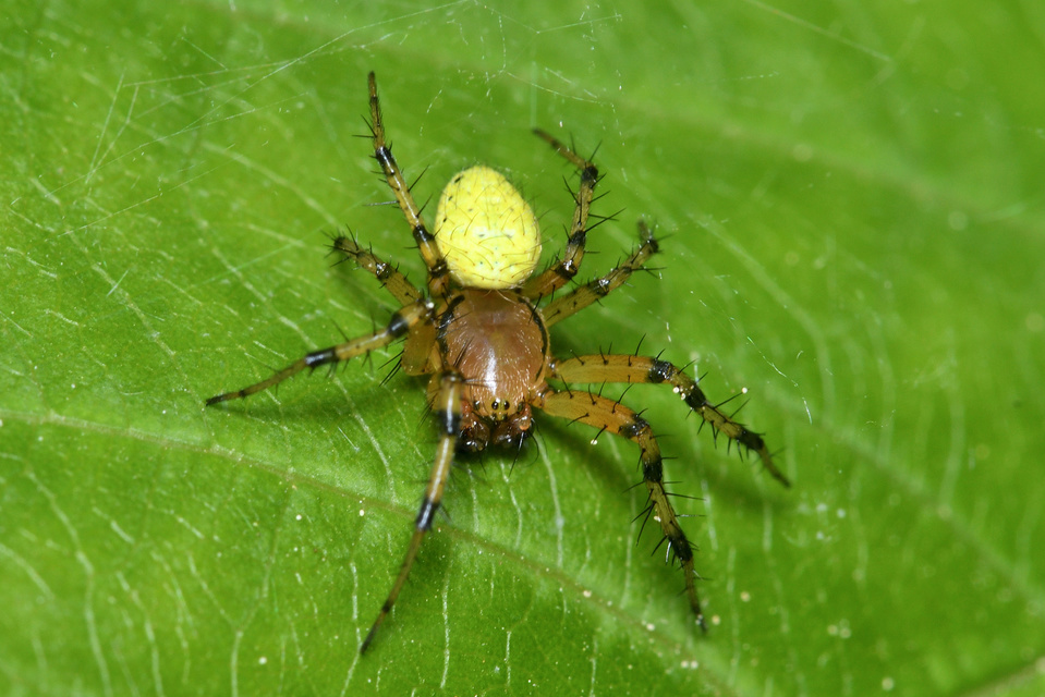 Araniella