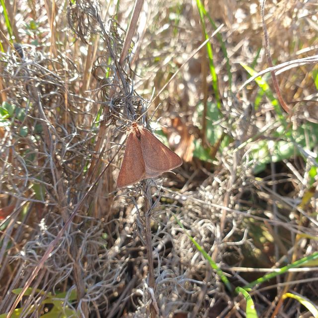 Lignyoptera fumidaria - füstös ősziaraszoló