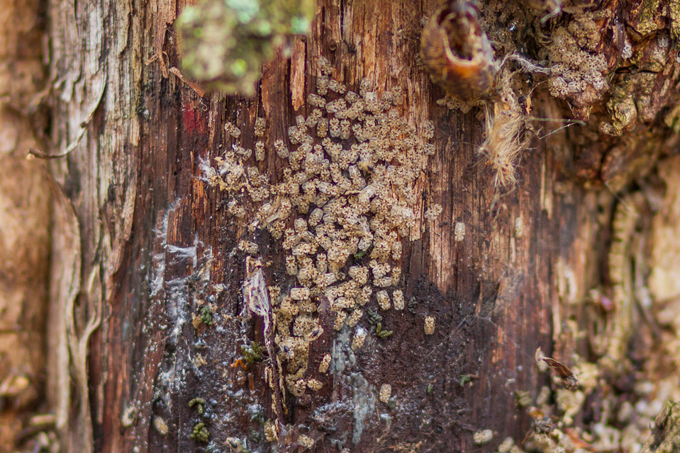 Corythucha arcuata - tölgy-csipkéspoloska