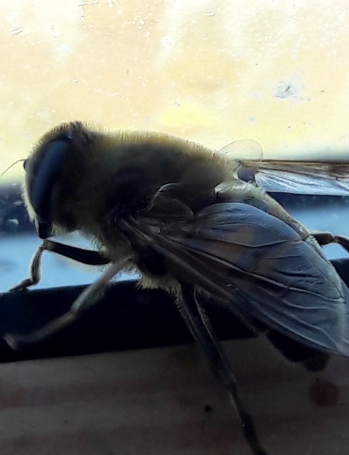 Eristalis tenax - közönséges herelégy