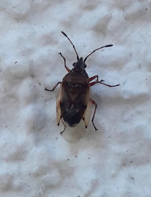 Kleidocerys resedae - nyírbodobács