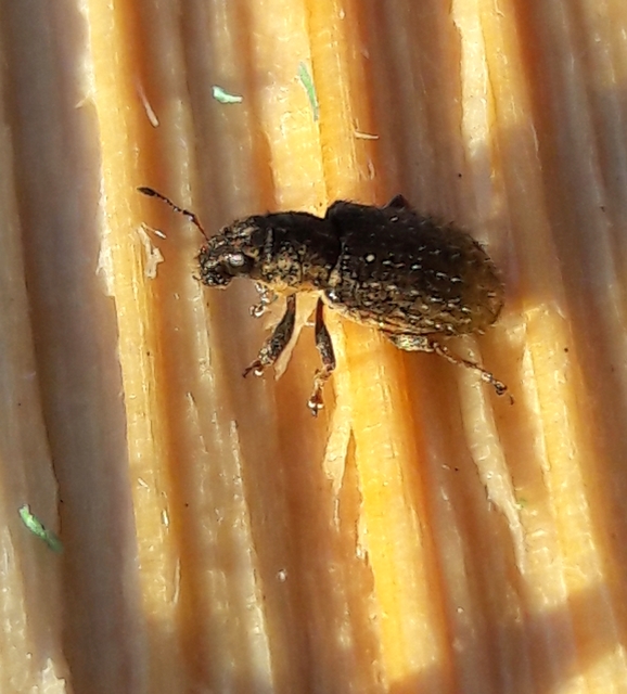 Sitona hispidulus - szőrös csipkézőbogár