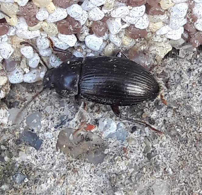 Nalassus dermestoides - rövidszárnyú gyászbogár