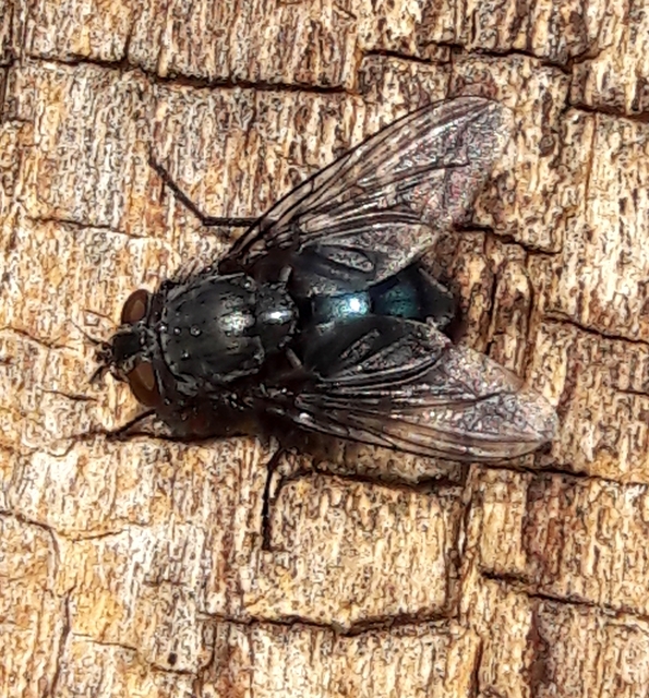 Calliphora vicina - kék dongólégy