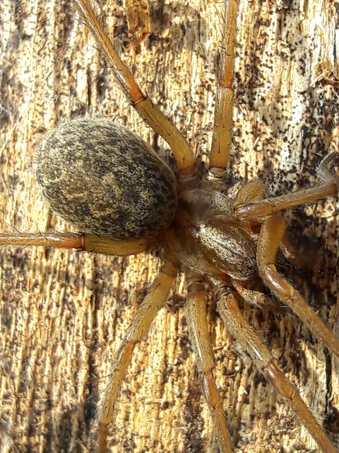 Eratigena agrestis - réti zugpók