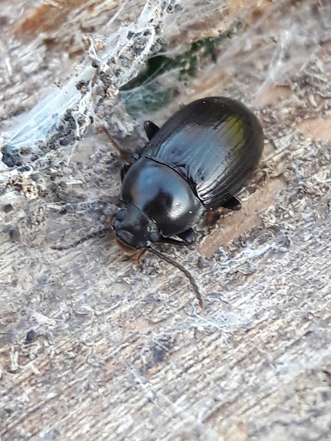 Nalassus dermestoides - rövidszárnyú gyászbogár