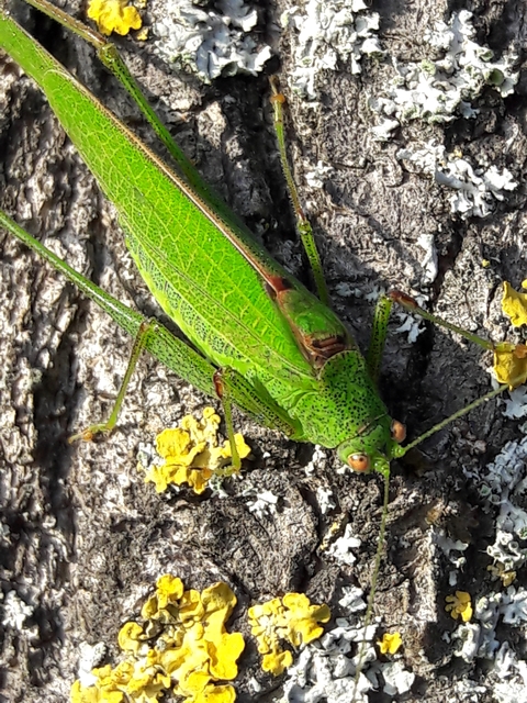 Phaneroptera nana - pontozott repülőszöcske