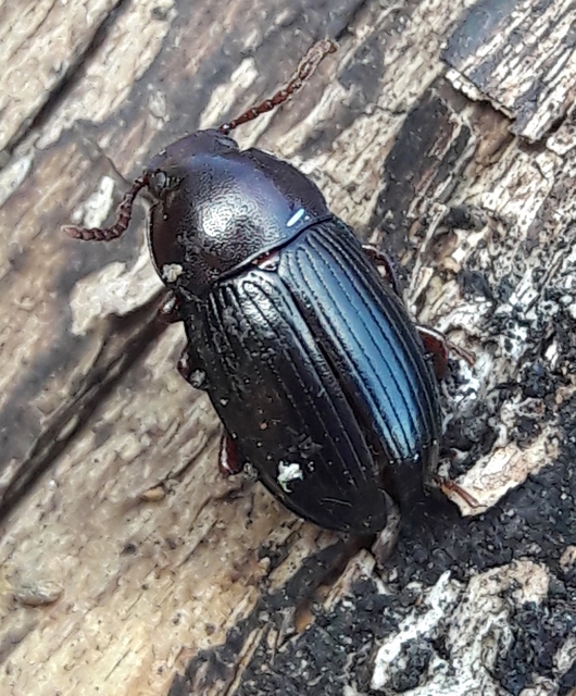 Nalassus dermestoides - rövidszárnyú gyászbogár