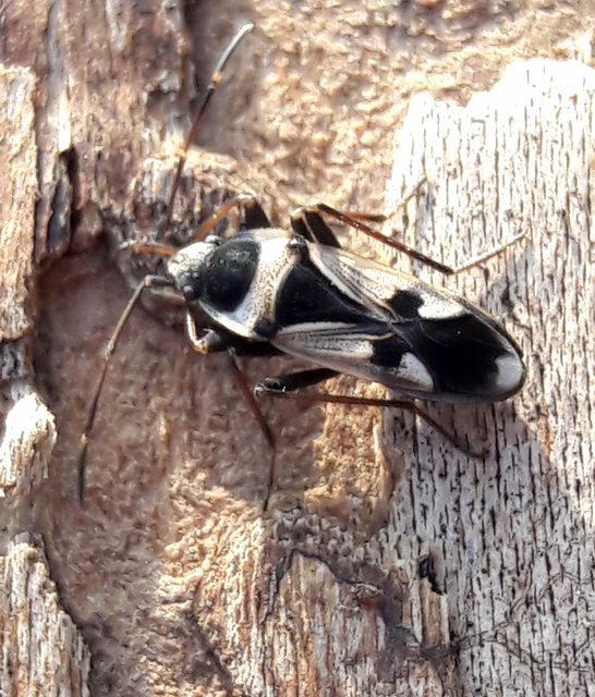 Raglius confusus