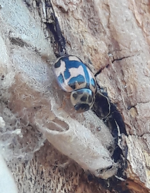 Oenopia conglobata - rózsás katica