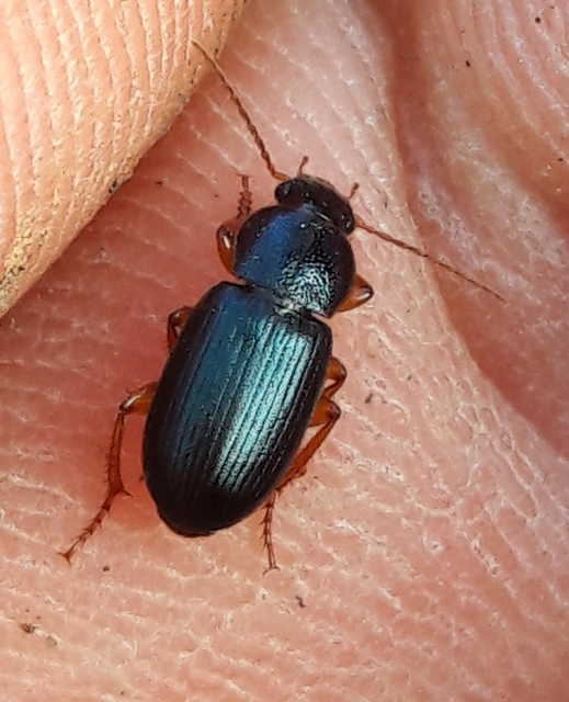 Ophonus azureus - azúrkék bársonyfutó