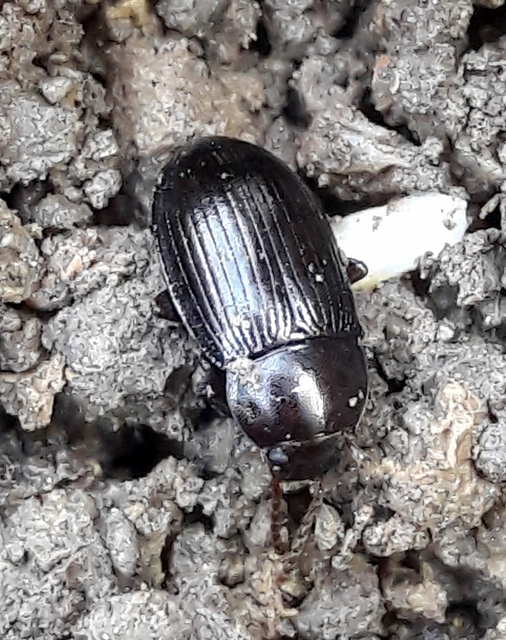 Nalassus dermestoides - rövidszárnyú gyászbogár