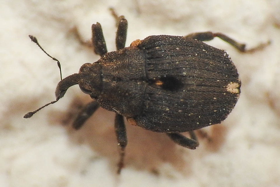 Stenocarus ruficornis - mákgyökérormányos