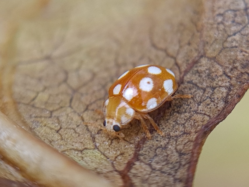 Vibidia duodecimguttata - tizenkétcseppes füsskata