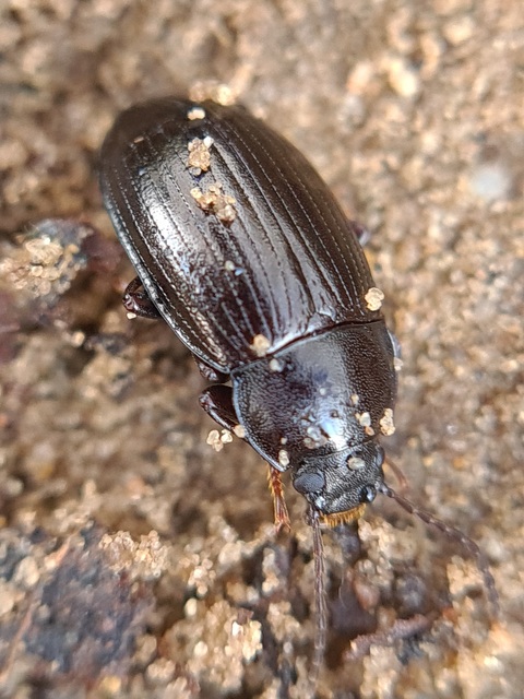 Nalassus dermestoides - rövidszárnyú gyászbogár