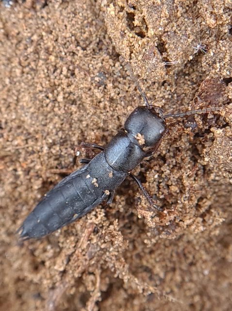 Ocypus nitens - fekete holyva