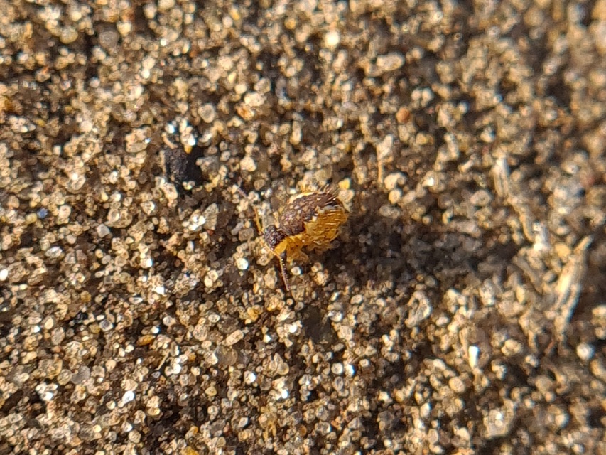 Sminthurus maculatus