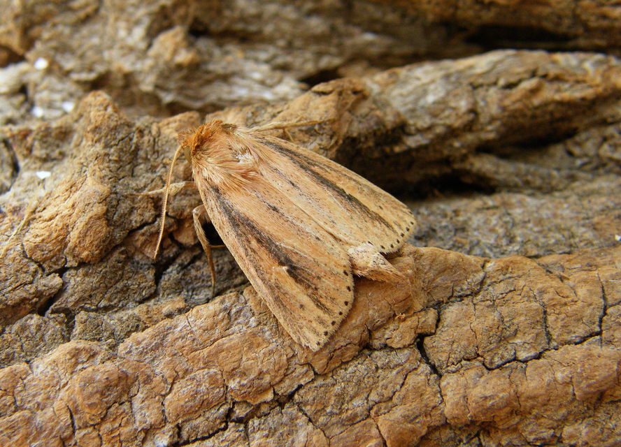 Globia sparganii - nagy nádibagoly