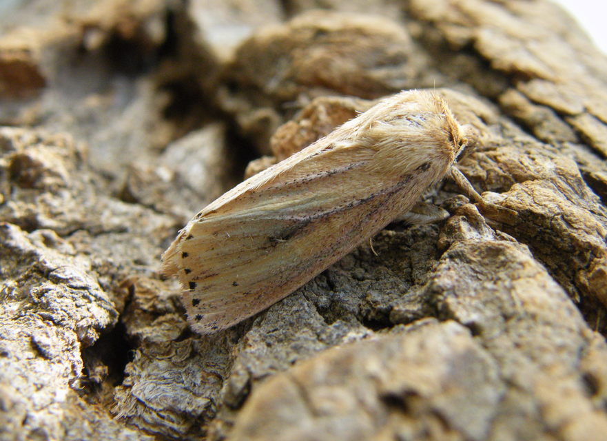 Globia sparganii - nagy nádibagoly