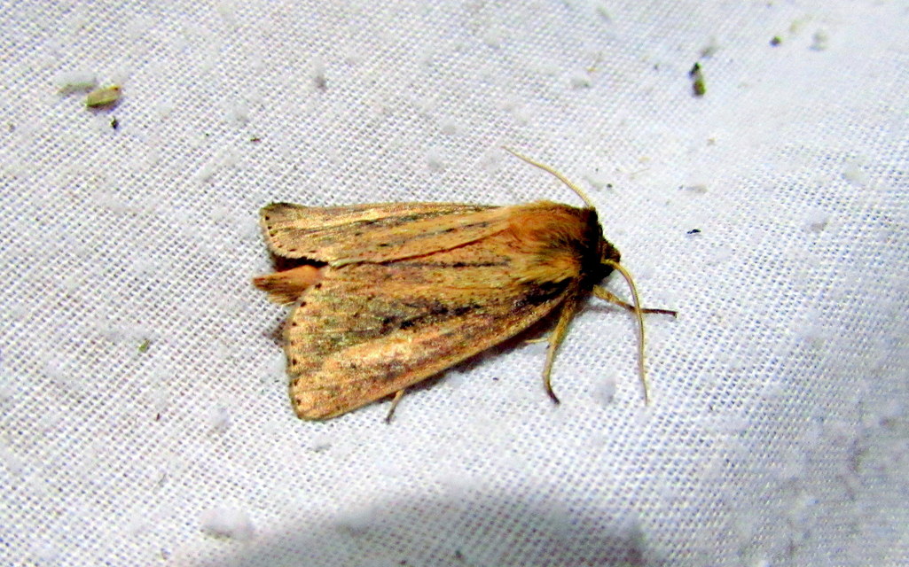 Globia sparganii - nagy nádibagoly