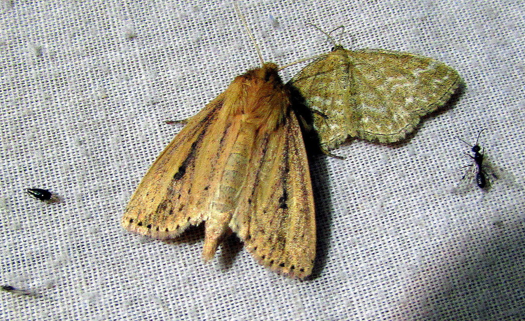 Globia sparganii - nagy nádibagoly