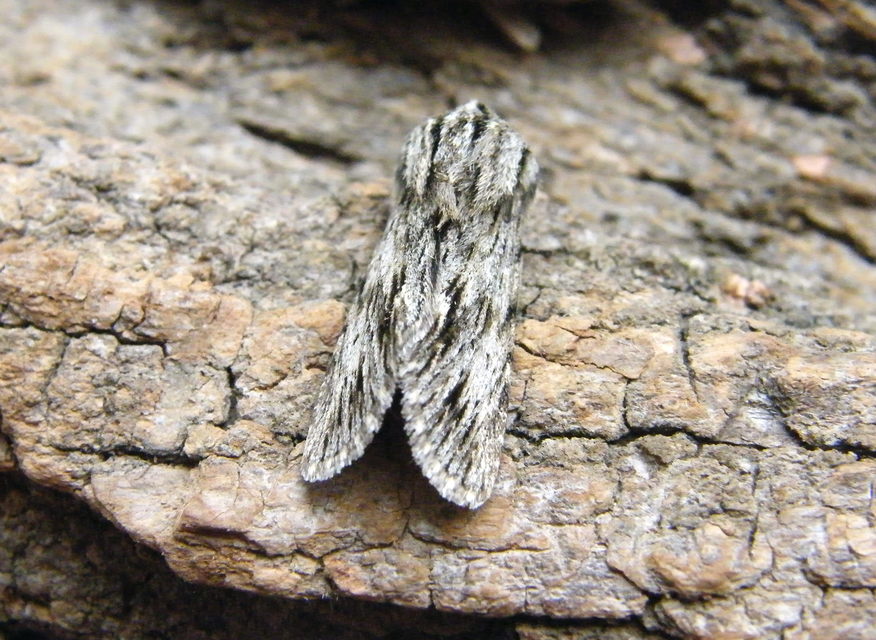Asteroscopus sphinx - csillagnéző bundásbagoly