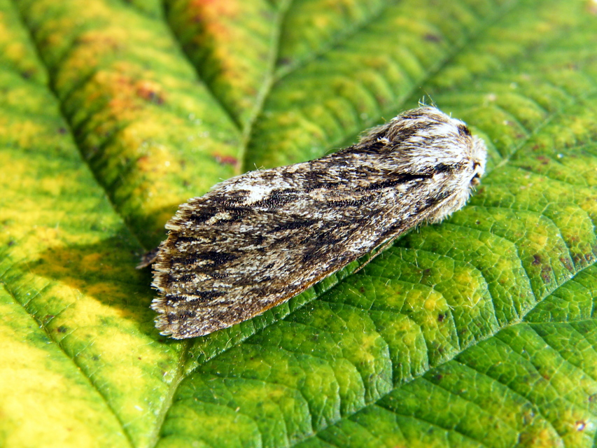 Asteroscopus sphinx - csillagnéző bundásbagoly