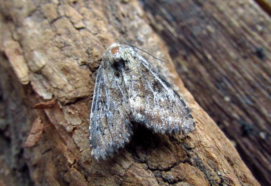 Loscopia scolopacina - csinos dudvabagoly