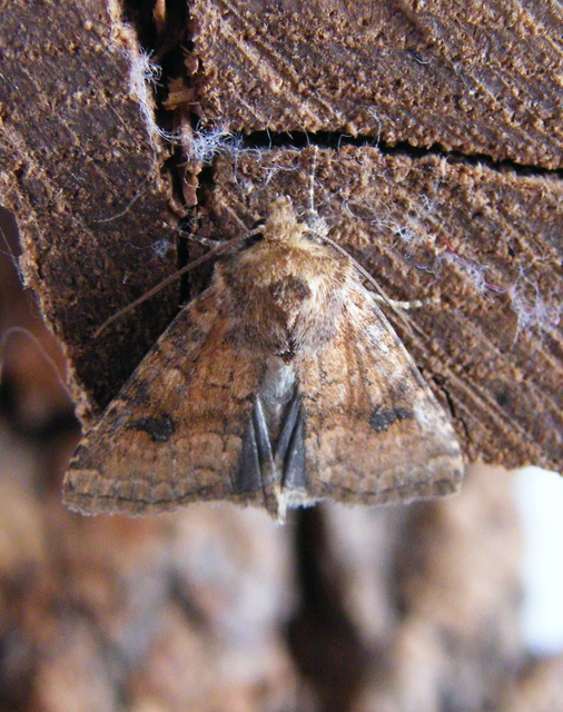 Atypha pulmonaris - tüdőfű-levélbagoly