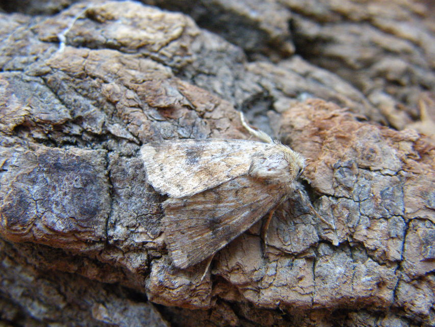 Atypha pulmonaris - tüdőfű-levélbagoly