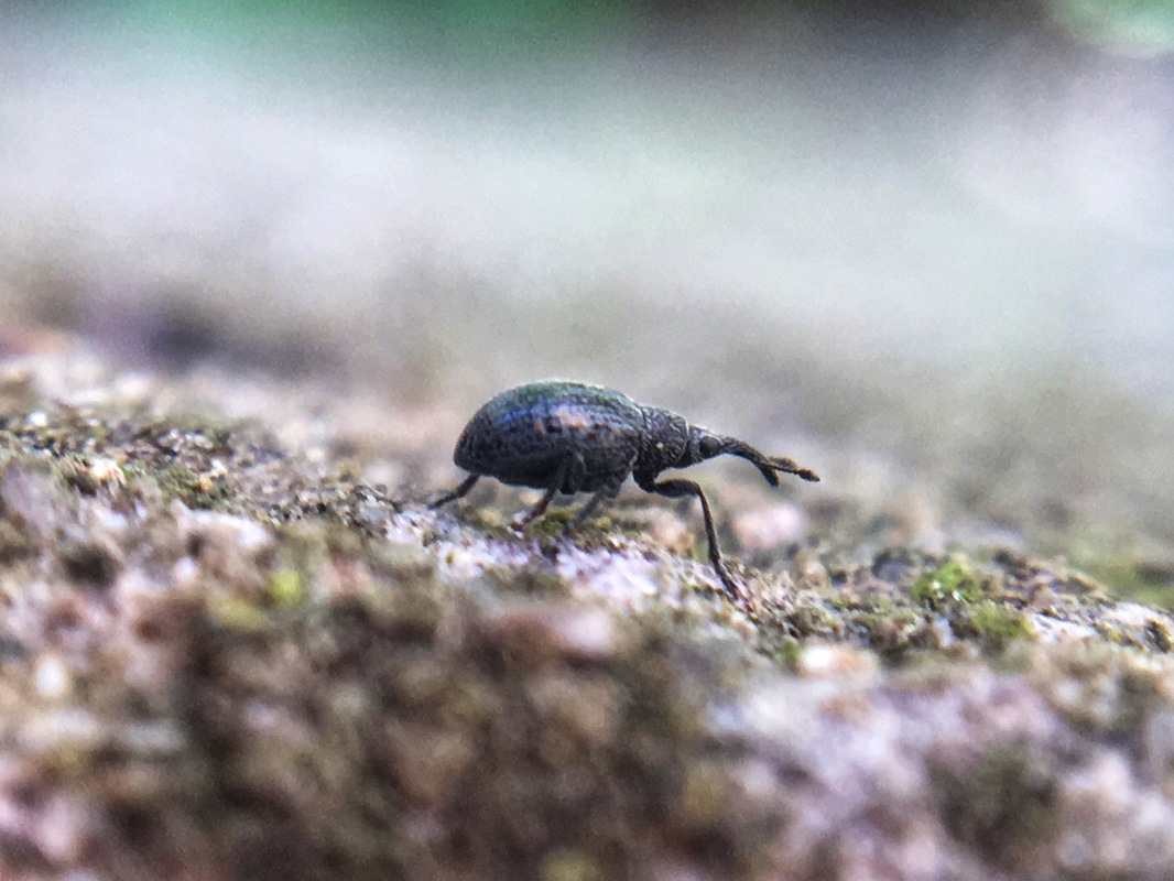 Catapion pubescens - széles cickányormányos