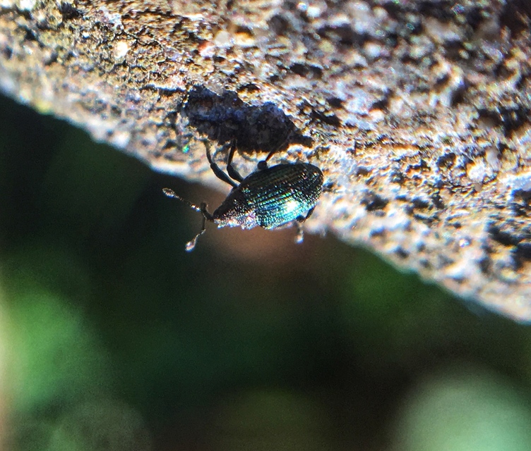Ceutorhynchus erysimi - kis repcsény-ceutormányos