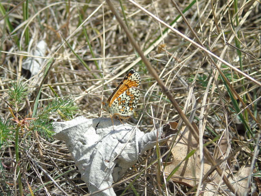 Melitaea cinxia - réti tarkalepke